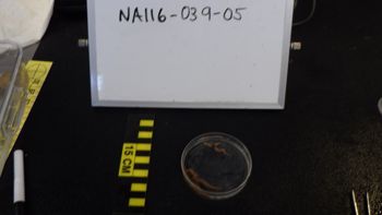 Media type: image;   Invertebrate Zoology 153153 Description: live specimen;